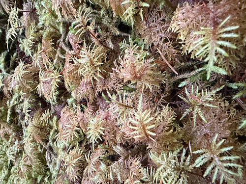 Hylocomium splendens observed 2026-10-28