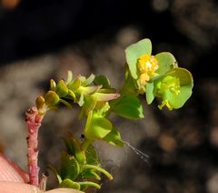 Euphorbia foliosa