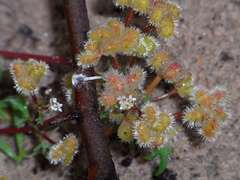 Trachymene cyanopetala