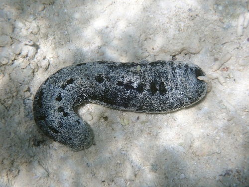 Holothuria atra observed 2026-10-27