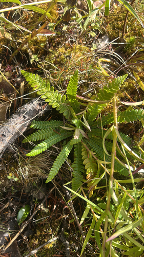Struthiopteris spicant observed 2026-10-28