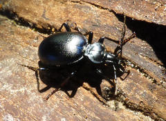 Scaphinotus striatopunctatus