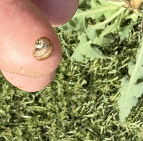 Cornu aspersum observed 2026-10-29