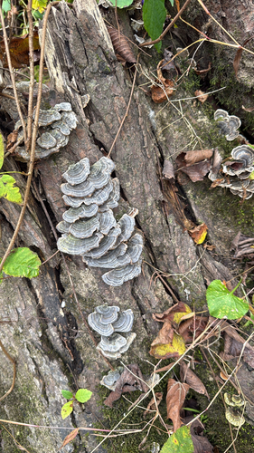 Trametes versicolor observed 2026-10-28