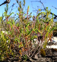 Euphorbia foliosa