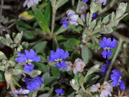 Image of Dampiera marifolia by (c) Russell Best, some rights reserved (CC BY)