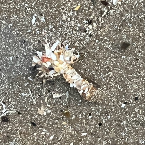 Lanice conchilega observed 2026-10-28