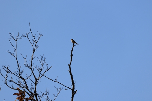 Phoenicurus auroreus observed 2026-10-28