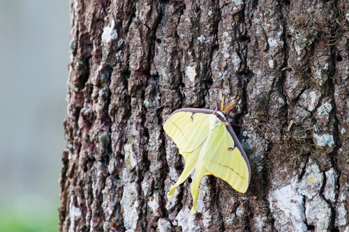 Actias luna photograph by the iNaturalist community