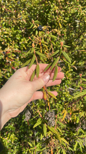 Rhododendron observed 2026-10-28