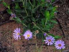 Olearia rudis