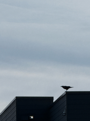 Corvus observed 2026-10-28
