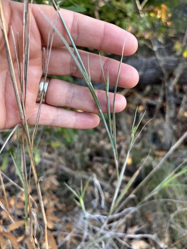 Schizachyrium scoparium observed 2026-10-28