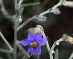 Dampiera lanceolata lanceolata