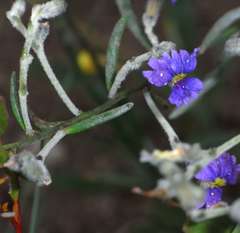 Dampiera lanceolata lanceolata