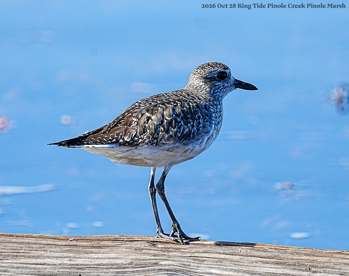 Pluvialis squatarola observed 2026-10-28