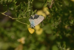 Iolana iolas