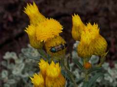 Waitzia acuminata acuminata