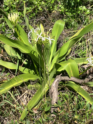 Crinum asiaticum observed 2026-10-29
