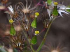 Senecio quadridentatus