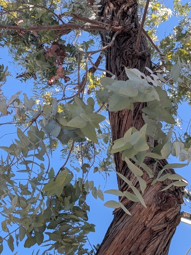 Eucalyptus observed 2026-10-28