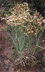 Senecio quadridentatus