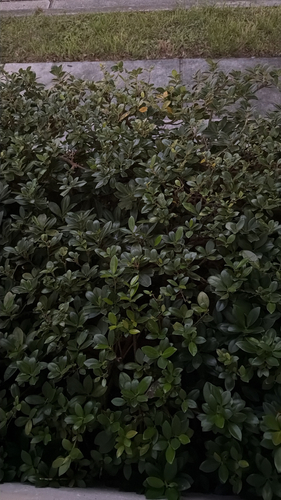 Ficus observed 2026-10-28