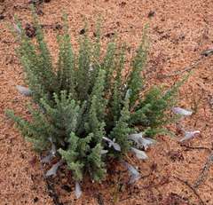 Prostanthera serpyllifolia microphylla