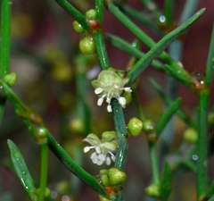 Muehlenbeckia diclina