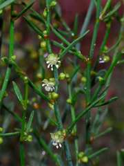 Muehlenbeckia diclina