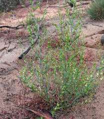 Muehlenbeckia diclina