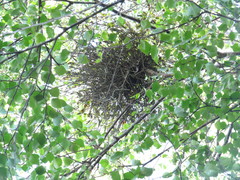 Periparus ater britannicus