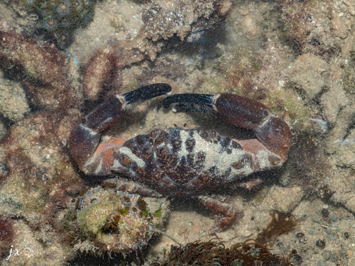 Etisus laevimanus observed 2026-10-28