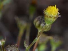Brachyscome ciliaris brachyglossa