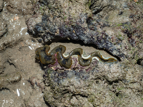 Tridacna observed 2026-10-28