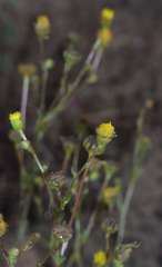 Brachyscome ciliaris brachyglossa