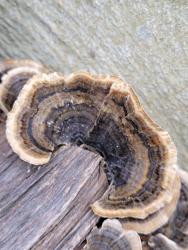 Trametes versicolor observed 2026-10-28
