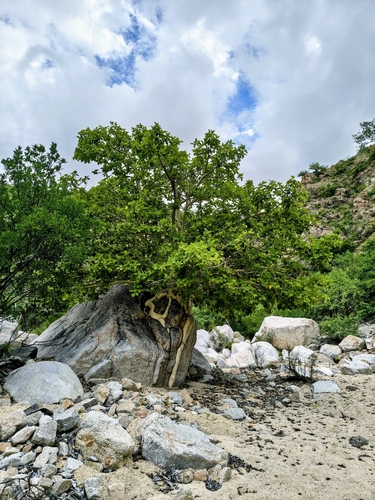 Ficus observed 2026-10-28