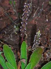 Plantago drummondii