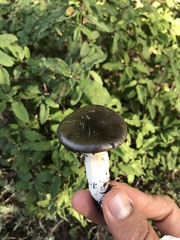Entoloma medianox