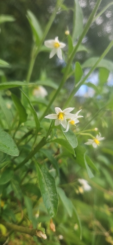 Solanum observed 2026-10-29