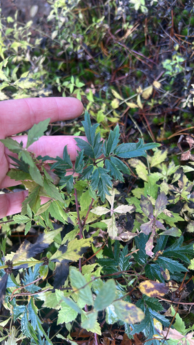 Rubus observed 2026-10-28