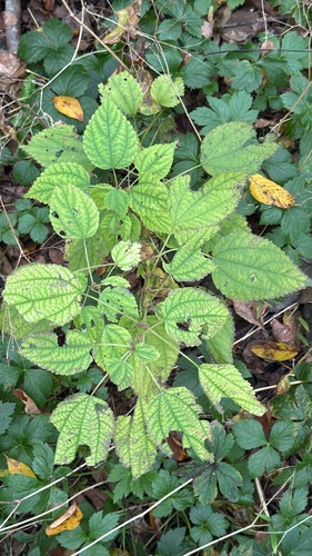 Boehmeria cylindrica, 2026-10-28