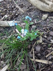 Myosotis