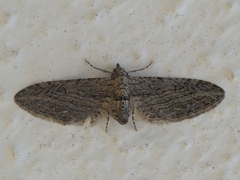 Eupithecia unedonata