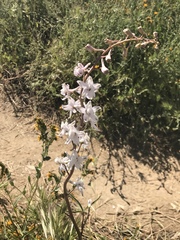 Delphinium gypsophilum