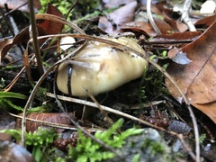 Suillus bellinii