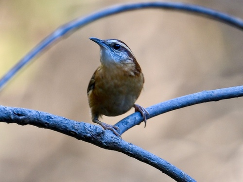 Troglodytes troglodytes observed 2026-10-28