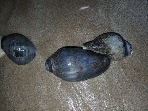 Amoria undulata observed 2026-10-28