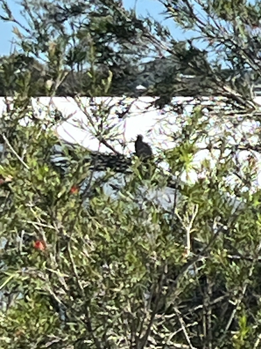Little Friarbird